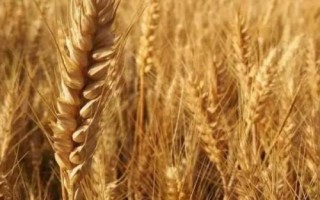 冀麦958小麦种子特征特性,适宜播种期10月1日―20日