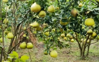 冬季柚子树施什么肥料，选择腐熟的有机肥最佳