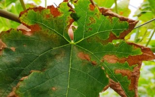 葡萄叶子的常见病害，常见的有炭疽病、白腐病等