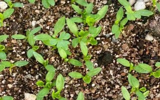 芹菜怎么育苗，将种子与细沙土混合后再撒播