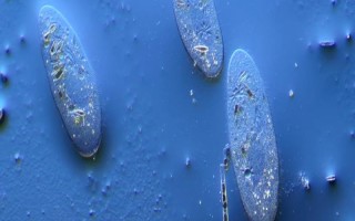 草履虫是不是动物，是一种单细胞原生动物