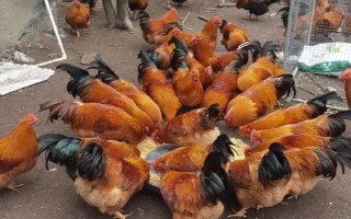 一个平方散养多少只鸡，0-4周龄能养10-15只/平方米