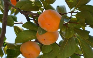 柿子树一棵能不能结果，同时具有雌花和雄花一棵树也可结果