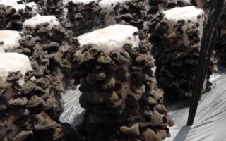 木耳收获的季节，秋木耳和春木耳的收获季节不同