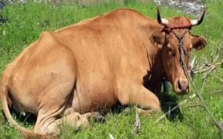 牛寒瘫病怎么治疗，一般可用中药煎汁灌服