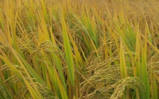 百香长糯水稻种简介,每亩有效穗数16.7万