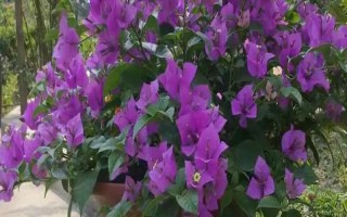 三角梅夏天怎么养开花多，保证光照充足是关键