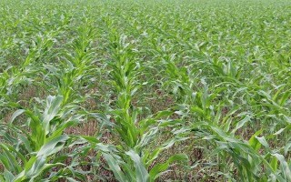 诚信1号玉米种子特点，生育期128天