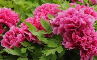 牡丹花常见的病害及防治方法，不同病害的防治方法不同