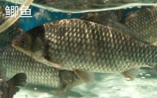 酒米打窝要提前多长时间，春秋季节可提前半小时