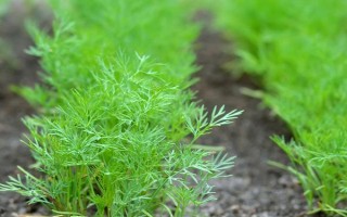 茴香怎么种植出苗较快，播种前需浸种一天