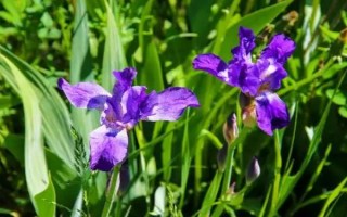 紫鸢尾花的花语,寓意吉祥幸运、信仰崇敬等