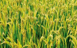 冈优301水稻种子特征特性,平均全生育期151天