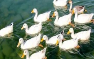 白沙鸭的价格，一斤通常售价13-65元