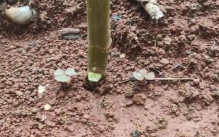 野菊花有什么花语，代表友情、纯真、快乐喜悦、沉默专一的爱