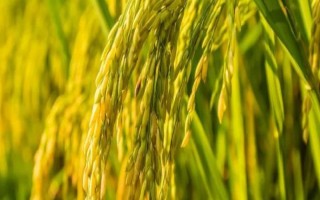 通育268水稻种子简介,每亩有效穗数23.8万