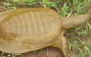 甲鱼的宰杀方法，翻身后再砍断脖子