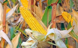 庆科玉1号玉米种的特征特性，生育期为144.8天