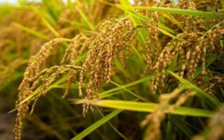 锦香优91水稻种子特点,综合防治病虫害