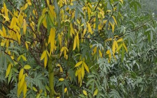 花椒树为什么落叶，过度浇水、养分不足、发生虫害等原因均会导致