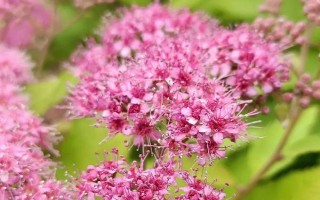 绣线菊的品种介绍，常见的有金山绣线菊、日本绣线菊等