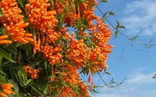 炮仗花的种植要求，放在光线明亮的地方养护