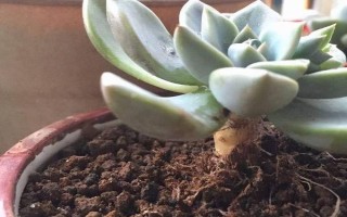 种植多肉植物的方法，种植前要修剪过长过密的根系