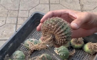 仙人球的浇水间隔，夏季每隔1-2周浇一次