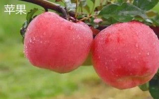 夏天水果保鲜方法,根据水果的种类采取保存措施