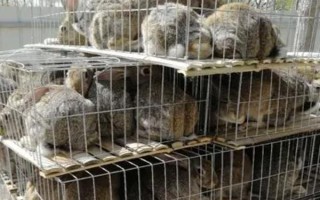 野兔养殖基地的环境要求，太热和太冷的环境都不适合于养殖