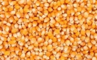 好的玉米种子不具备哪些条件，不具备发芽率低的因素