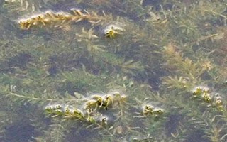 轮叶黑藻芽孢的种植方法，12月至次年的3月份种植