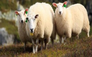 绵羊有哪些品种，主要包括细毛羊、半细毛羊、粗毛羊这三种