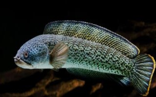 什么是鲖鱼，通常是指鳢鱼、也叫黑鱼