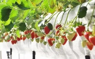 哪些因素会影响草莓膨大,主要有种子、温度、光照等5个原因