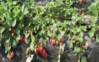 草莓属于哪个季节的水果，常在春末夏初采摘上市