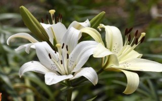 百合花怎么养,要定期修剪