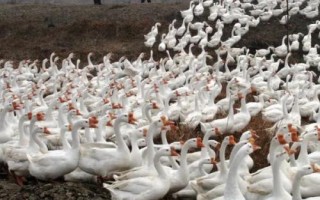 常见的蛋鹅品种，特征都不同