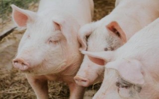 猪的正常体温是多少度，不同生长阶段的猪只体温不同
