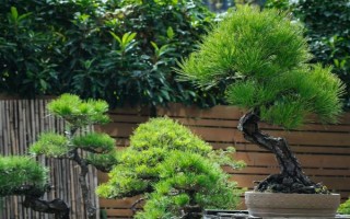 松树有什么寓意，具有坚贞、坚韧不屈等品质