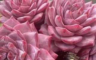 粉蓝鸟的养殖方法，春秋两季要每2-3天浇一次水