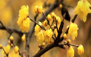 蜡梅的开花时间,11月中旬到第二年3月开花