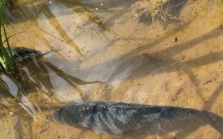 稻田养鱼技术，水位控制在8厘米左右