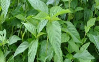 帝王菜简介,就是指长蒴黄麻