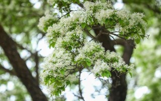 好听又有深意的植物，常见的有紫珠、玉簪、流苏等
