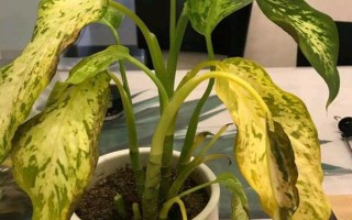 银皇后叶片发黄下垂怎么办，根据发生原因采取对应措施