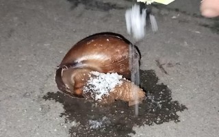 蜗牛怎样消灭，可人工灭杀也可用生石灰防治