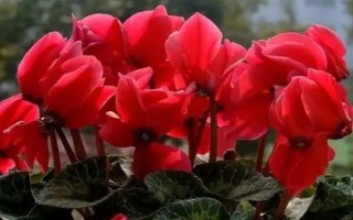 红色仙客来的花语，寓意嫉妒的爱、欢迎贵客等