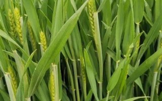 轮选103小麦品种简介，平均生育期为242天