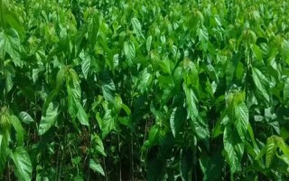 桑园冬季管理事项，要做好清园工作